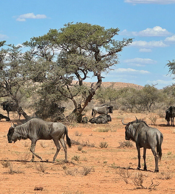 Swartfontein Game and Adventure Lodge