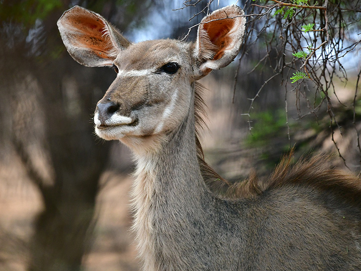 Swartfontein Game and Adventure Lodge