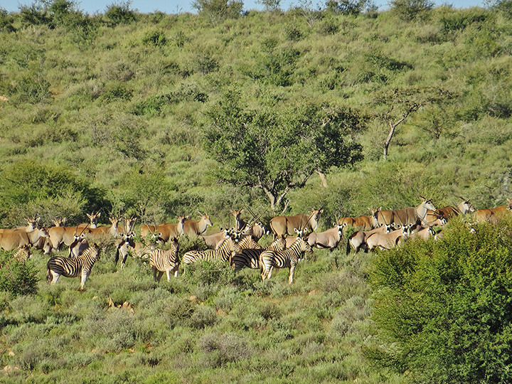 Swartfontein Game and Adventure Lodge