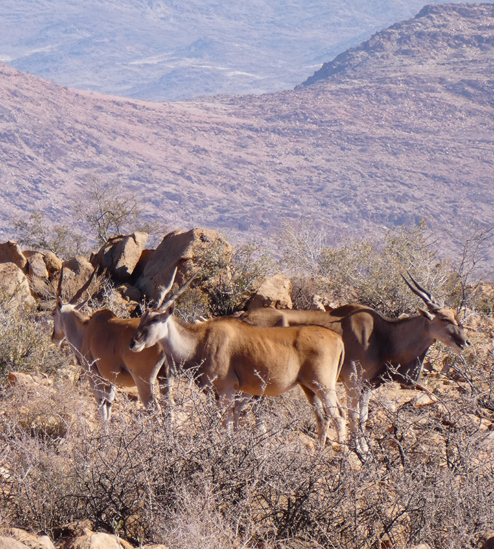 Swartfontein Game and Adventure Lodge