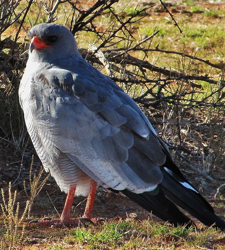 Swartfontein Game and Adventure Lodge