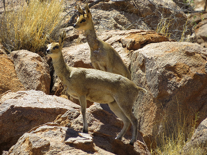Swartfontein Game and Adventure Lodge