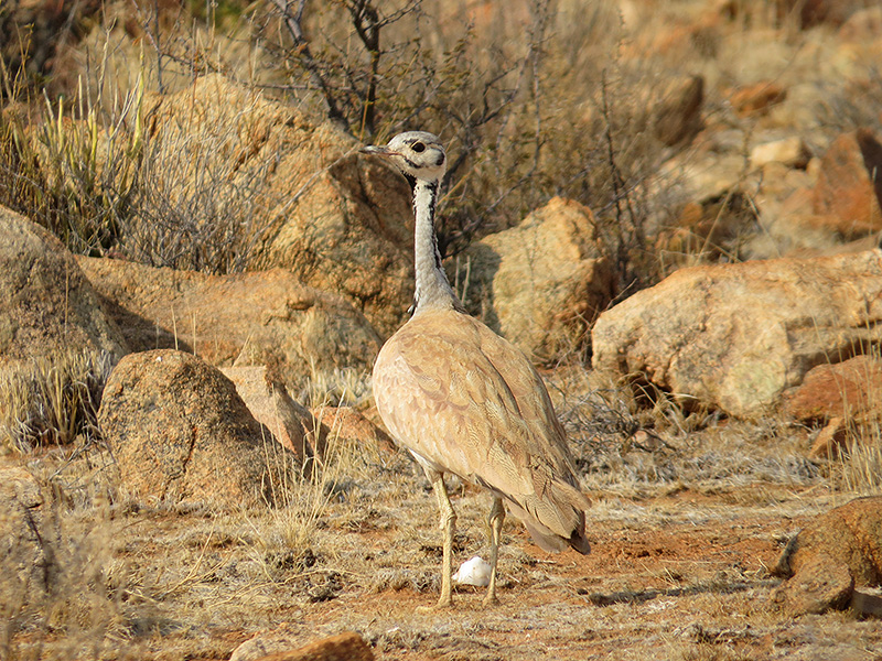 Swartfontein Game and Adventure Lodge