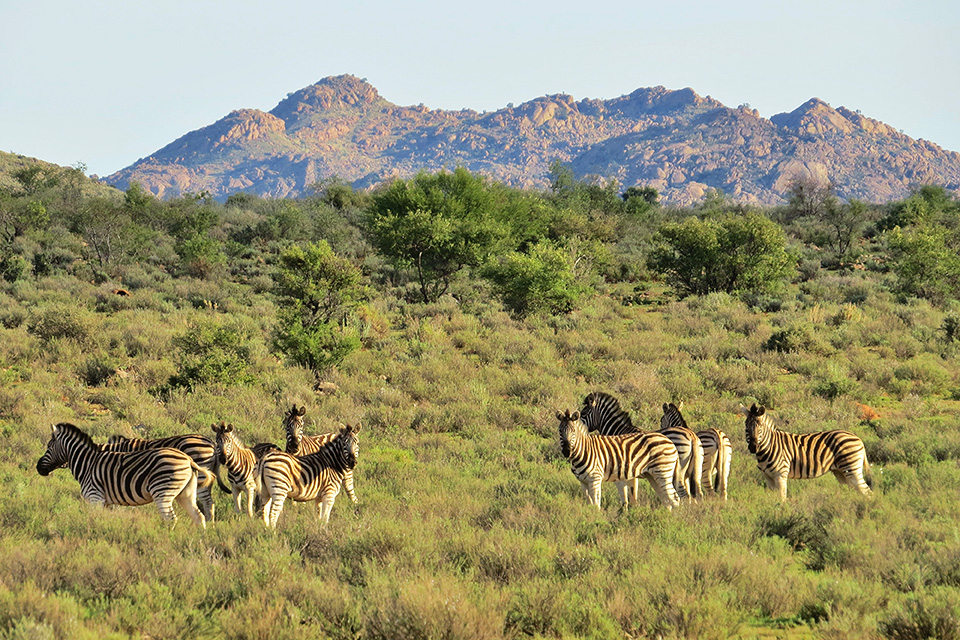 Swartfontein Game and Adventure Lodge