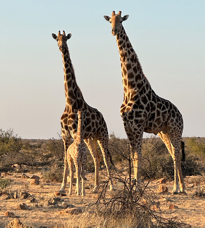 Swartfontein Game and Adventure Lodge