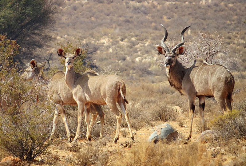 Swartfontein Game and Adventure Lodge